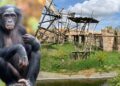 Bonobo ontsnapt uit Ouwehands Dierenpark: park gedeeltelijk ontruimd