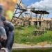 Bonobo ontsnapt uit Ouwehands Dierenpark: park gedeeltelijk ontruimd
