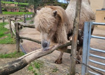 Dierverzorgers hekelen schokkend Mondo Verde-rapport: ‘Trek je eigen mening!’