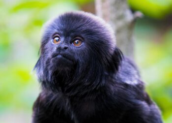 Zeldzame klauwaapjes en drie andere soorten aangekondigd in Gelders dierenpark