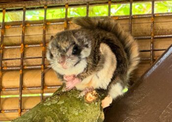 Pairi Daiza verwelkomt zeldzame vliegende eekhoorn in nieuw Japans themagebied