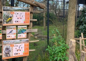 Volière in Blijdorp geteisterd door rattenplaag: ’tientallen vogels overleden’