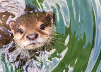 Dierentuineigenaar haalt uit naar dierverzorger AquaZoo: ‘veeg eerst je eigen straatje schoon’