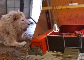 Dierentuinvereniging reageert op schokkend rapport Mondo Verde