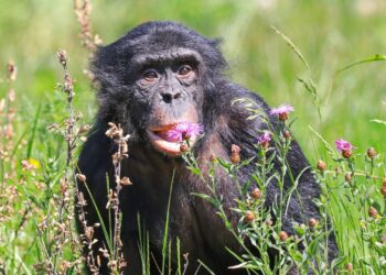 Bonobo ontsnapt uit Ouwehands Dierenpark: park gedeeltelijk ontruimd
