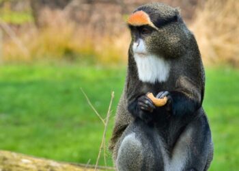 Opnieuw ontsnapping: brazzameerkat breekt uit verblijf in ZooParc Overloon