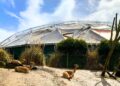 Diergaarde Blijdorp start met verwijderen folie op vlinderkoepel Amazonica