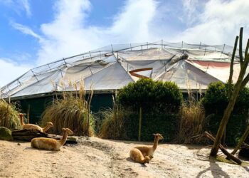 Diergaarde Blijdorp start met verwijderen folie op vlinderkoepel Amazonica
