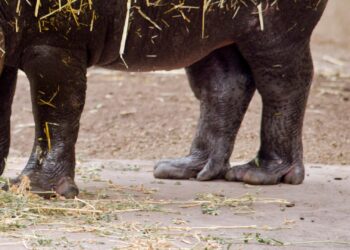 Eigenaar AquaZoo Leeuwarden kondigt plannen voor nieuwe diersoort aan