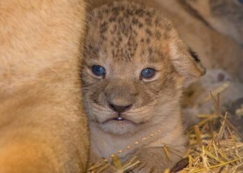 Deze Nederlandse dierentuinen kijken na jaren weer uit naar leeuwenwelpjes