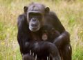Verdriet in Dierenrijk Mierlo: opnieuw pasgeboren chimpansee overleden