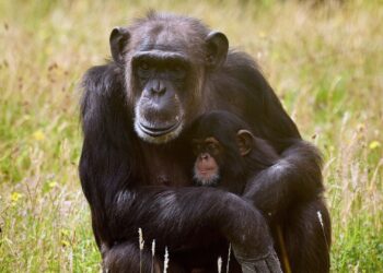 Verdriet in Dierenrijk Mierlo: opnieuw pasgeboren chimpansee overleden