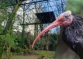 Nóg een verblijf tegen de vlakte voor nieuw bouwproject Burgers’ Zoo