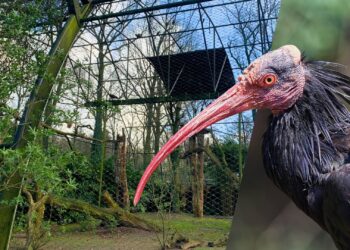 Nóg een verblijf tegen de vlakte voor nieuw bouwproject Burgers’ Zoo