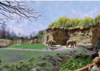 Tekeningen onthullen meer details over bouwplannen Diergaarde Blijdorp