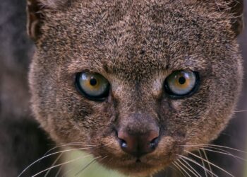 Binnenkort Zuid-Amerikaanse roofkatten te zien in Belgisch dierenpark