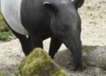 Maleise tapir en jong overleden in Diergaarde Blijdorp: ‘kreeg last van ernstige benauwdheid’