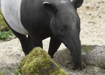Maleise tapir en jong overleden in Diergaarde Blijdorp: ‘kreeg last van ernstige benauwdheid’