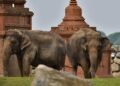 Pairi Daiza krimpt grootste kudde Aziatische olifanten van Europa: meerdere dieren vertrekken