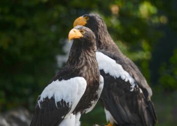 Vogelpark Avifauna moest bouwproject uitstellen door financiële problemen