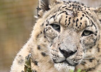 Oprichter Eeg Manders verlaat Dierenpark Zie-Zoo