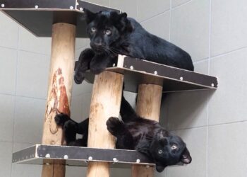 Illegale panterwelpjes uit Gelders privé-dierenpark binnenkort te zien in Dierenpark Hoenderdaell