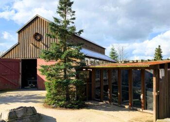 Wildlands stopt met diersoort in themadeel Nortica: ‘risico dat ze te dik worden’