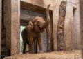 Nieuwe olifanten Burgers’ Zoo al een maand binnen, buitenverblijf nog niet gekeurd