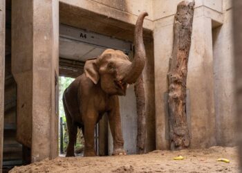 Nieuwe olifanten Burgers’ Zoo al een maand binnen, buitenverblijf nog niet gekeurd
