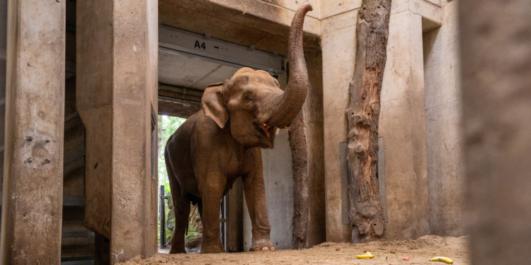 Beeld: Mira Meijer / Koninklijke Burgers' Zoo