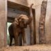 Nieuwe olifanten Burgers’ Zoo al een maand binnen, buitenverblijf nog niet gekeurd