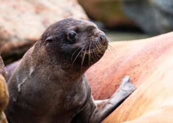 Dolfinarium beëindigt lidmaatschap bij branchevereniging zeezoogdieren
