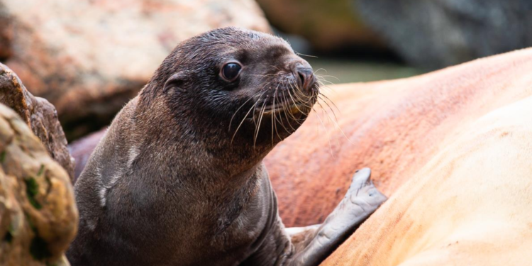 Beeld: Dolfinarium