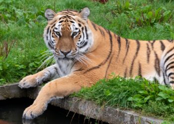 Dierenpark Hoenderdaell wil raszuivere Siberische tijgers verhuizen naar Zuid-Afrika