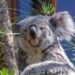 Pech bij koala’s in Ouwehands Dierenpark: fokpogingen mislukt