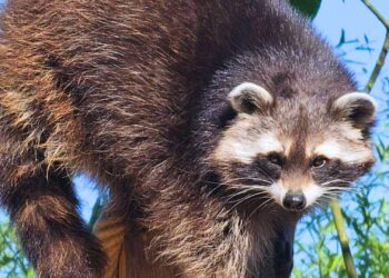 Almeerse dierentuin verwelkomt nieuwe groep wasberen in opgeknapt verblijf