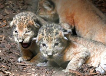 Na vijf jaar weer leeuwenwelpjes geboren in Wildlands Emmen
