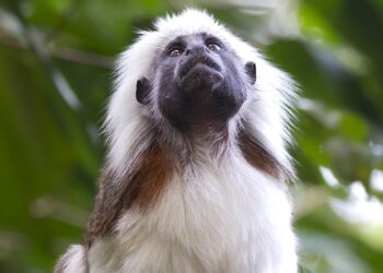 Blijdorp ziet dip in aantal bezoeken van abonnementhouders: ‘last van regenachtig voorjaar’