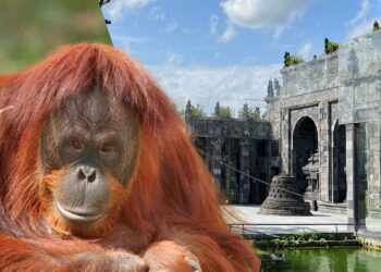Beelden: orang-oetan vernielt tegels bij dure tempel Pairi Daiza