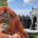 Beelden: orang-oetan vernielt tegels bij dure tempel Pairi Daiza