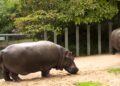 Zoo Antwerpen stopt met nijlpaarden: laatste dieren worden ingeslapen of verhuisd
