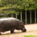 Zoo Antwerpen stopt met nijlpaarden: laatste dieren worden ingeslapen of verhuisd