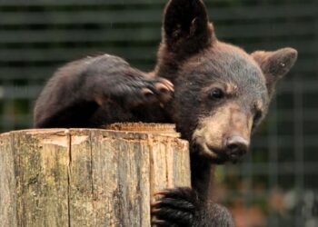 Einde in zicht voor zwarte beren in Dierenpark Zie-Zoo