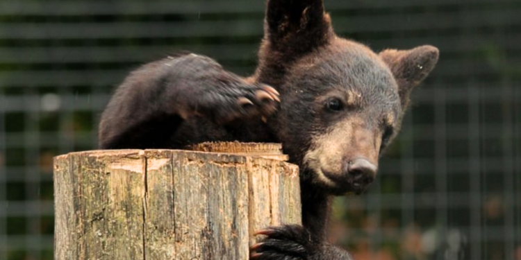 Beeld: Dierenpark Zie-Zoo