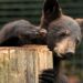 Einde in zicht voor zwarte beren in Dierenpark Zie-Zoo
