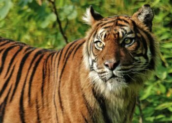 Tijger sterft drie maanden na aankomst in Diergaarde Blijdorp