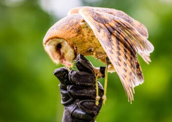 Dierenbescherming laat zich fel uit over roofvogelshows: ‘eigenlijk een circusact’