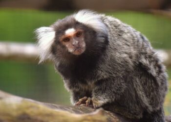 Belgische dierentuin moet noodgedwongen tijdelijk sluiten