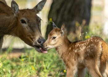 Let op: op deze dag wordt topdrukte verwacht in Beekse Bergen