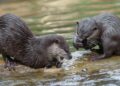 Voorlopig geen otters te zien in Wildlands Emmen